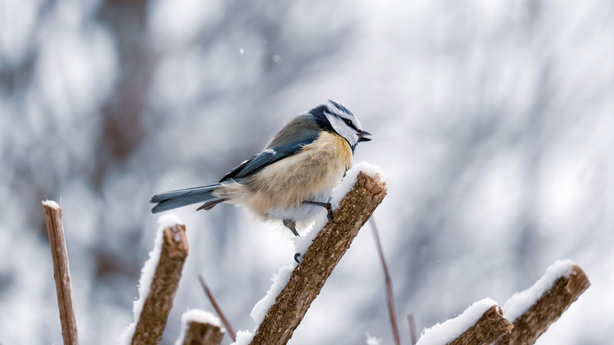 Graines pour nourrir les oiseaux du jardin – Spécial hiver