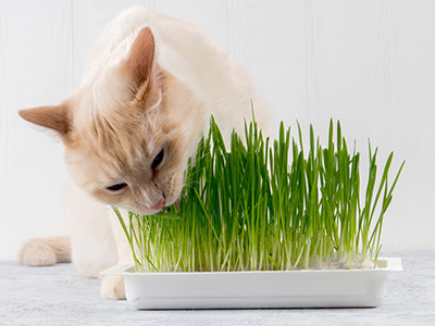 5 raisons d'utiliser de l'herbe à chat - Hamiform